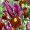 Red Ember Dutch Iris 10 Bulbs - Multiply Rapidly - 8/+ cm Bulbs